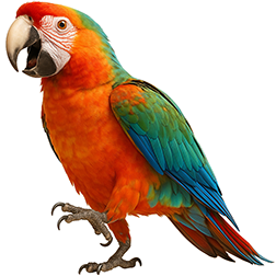 Fiesta Macaw